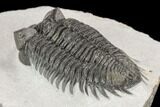 Coltraneia Trilobite Fossil - Huge Faceted Eyes #125232-5